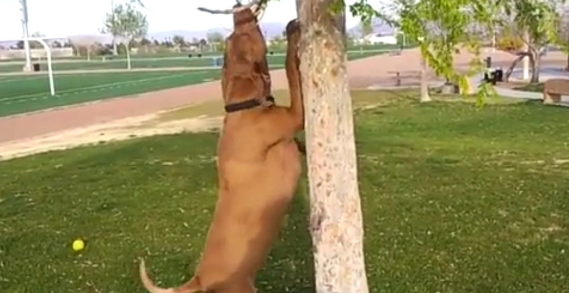 Open Puppies