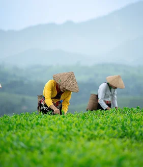Agriculture
